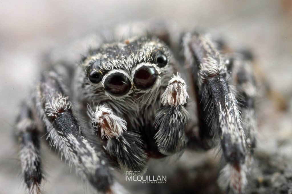 Ourea kohatu, Salticidae, photographed in New Zealand by Bryce McQuillan