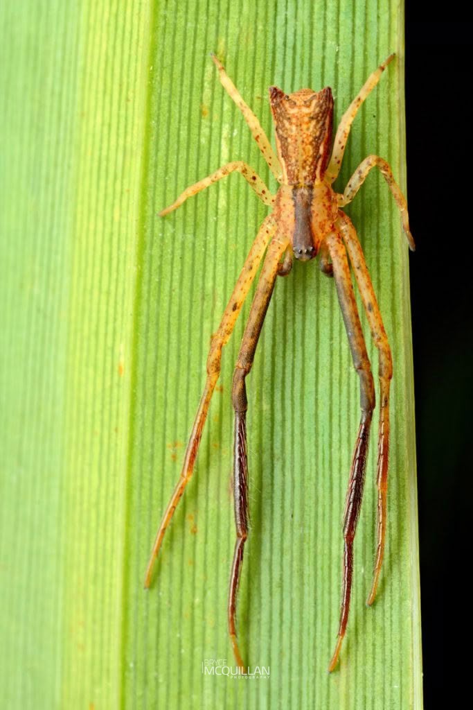 Long-legged Crab Spider (Sidymella longipes), Thomisidae, photographed in New Zealand by Bryce McQuillan
