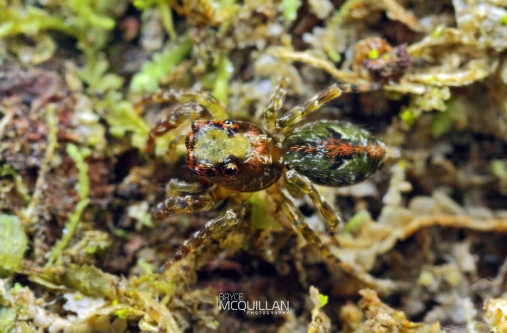 Hinewaia embolica, Salticidae, photographed in New Zealand by Bryce McQuillan