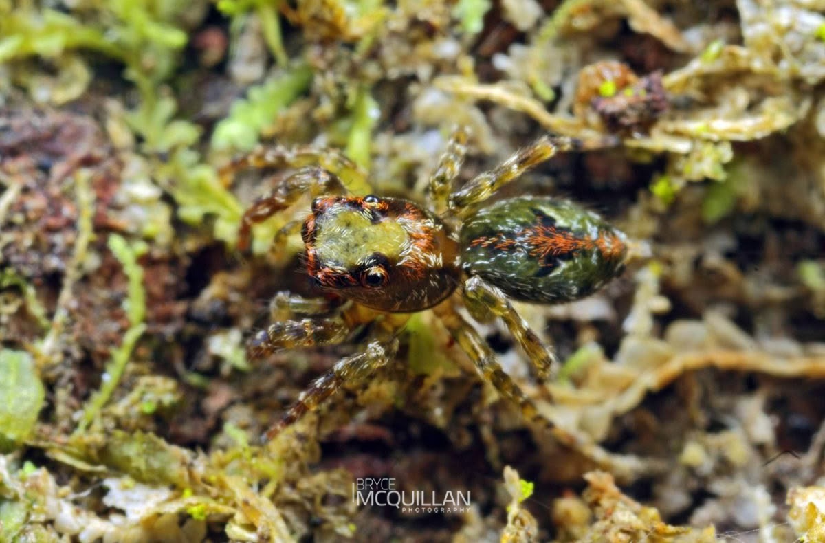 Hinewaia embolica, Salticidae, photographed in New Zealand by Bryce McQuillan
