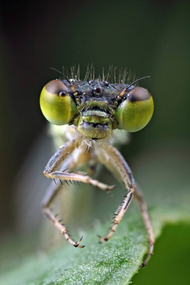 Aurora Bluetail (Ischnura aurora), Coenagrionidae, photographed in New Zealand by Bryce McQuillan