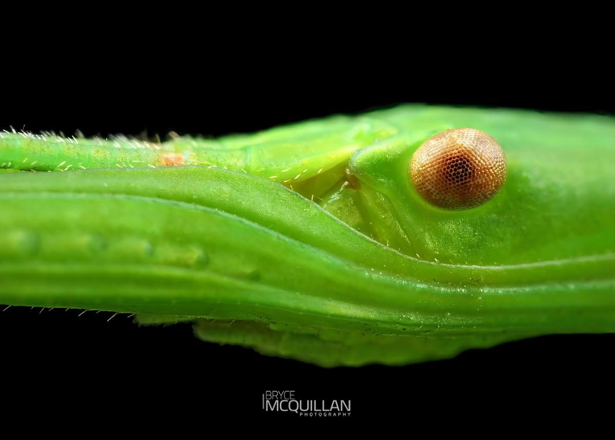 Smooth Stick Insect (Clitarchus hookeri), Phasmatidae, photographed in New Zealand by Bryce McQuillan