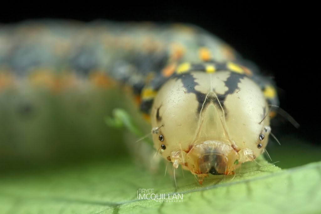 Mahoe-stripper Moth (Feredayia graminosa), Noctuidae, photographed in New Zealand by Bryce McQuillan