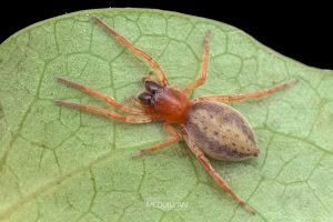 Clubiona pecularis, Clubionidae, photographed in New Zealand by Bryce McQuillan