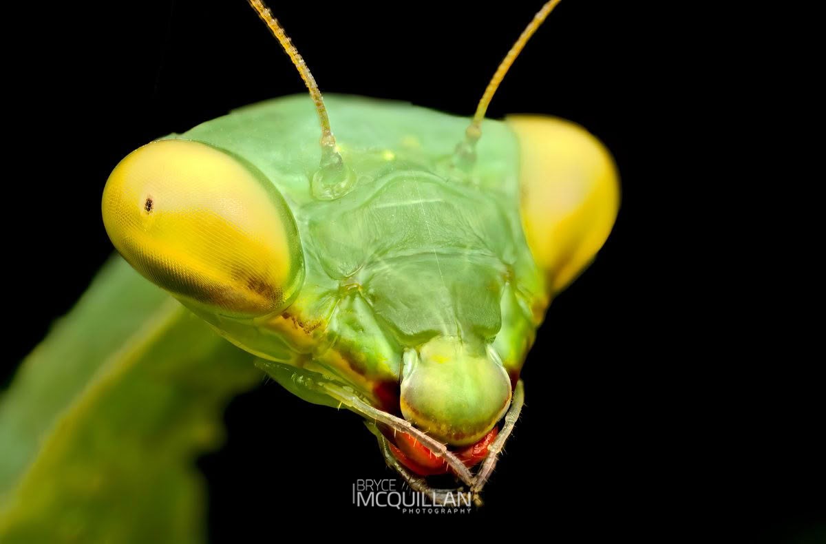 South African Mantis (Miomantis caffra), Miomantidae, photographed in New Zealand by Bryce McQuillan