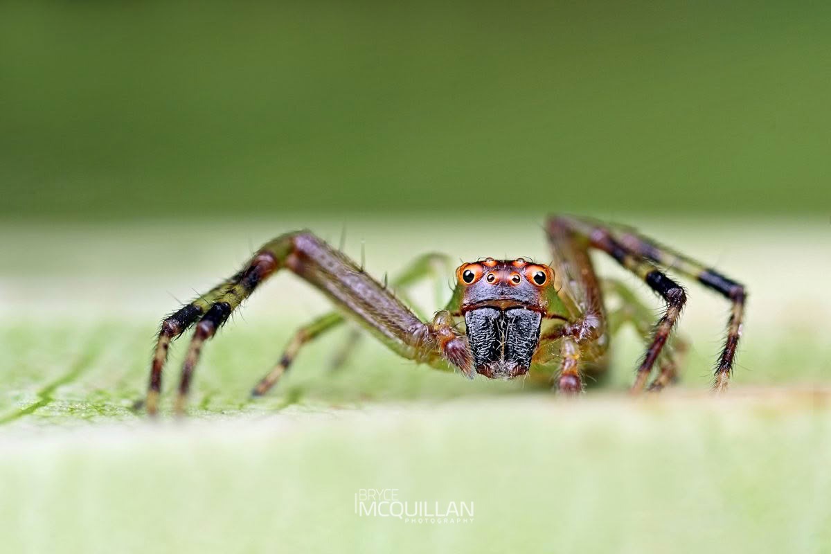 Diaea ambara, Thomisidae, photographed in New Zealand by Bryce McQuillan