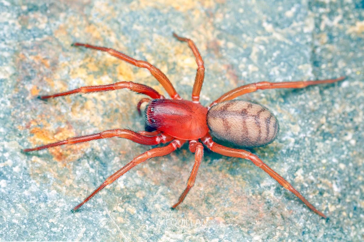 Periegops suterii, photographed in New Zealand by Bryce McQuillan