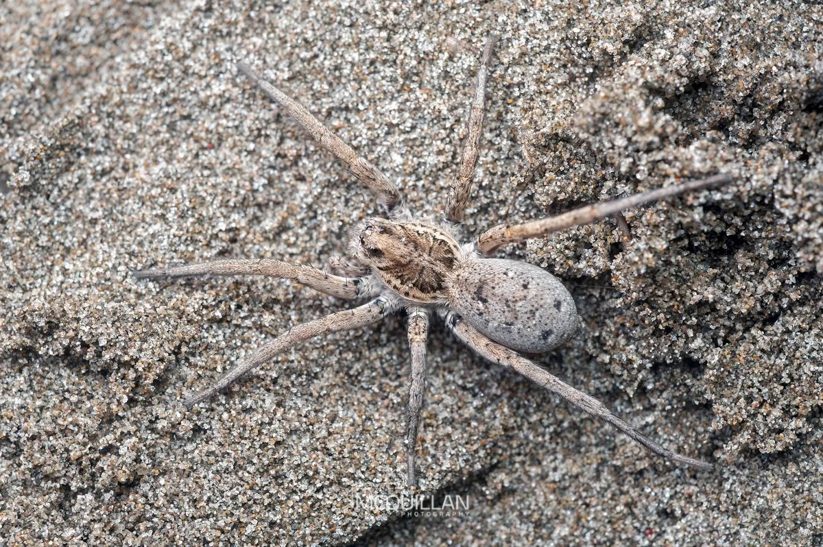 Hogna crispipes, Lycosidae, photographed in New Zealand by Bryce McQuillan
