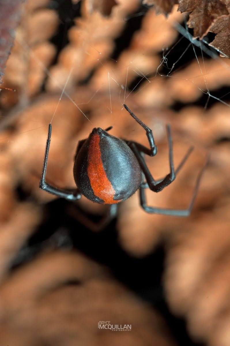 Latrodectus hasseltii, Theridiidae, photographed in New Zealand by Bryce McQuillan