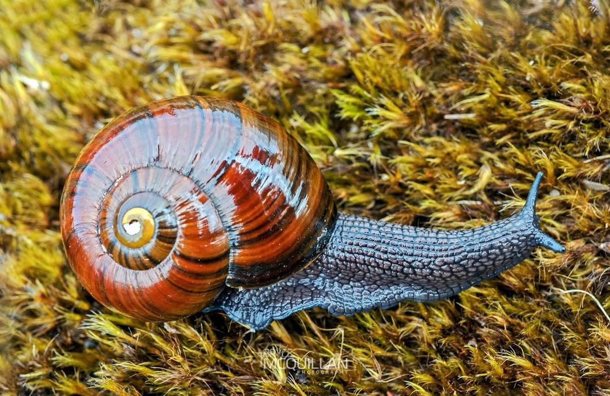 Peripatoides sympatrica, Rhytididae, photographed in New Zealand by Bryce McQuillan