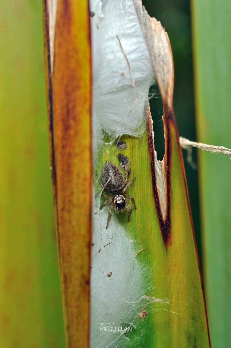 Maratus griseus, Salticidae, photographed in New Zealand by Bryce McQuillan