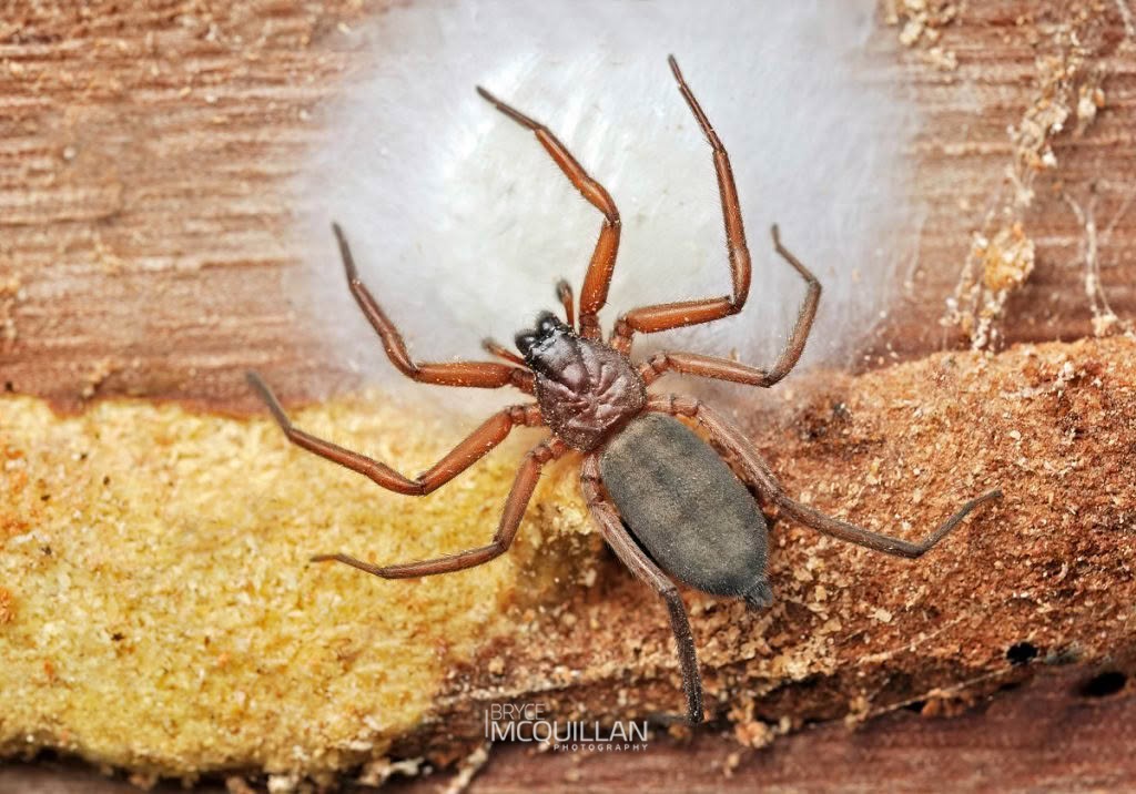 Hemicloea rogenhoferi, Trochanteriidae, photographed in New Zealand by Bryce McQuillan