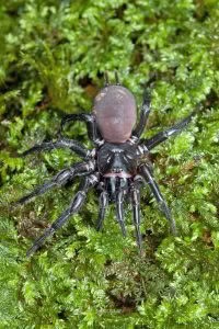 Hexathele sp, Hexathelidae, photographed in New Zealand by Bryce McQuillan