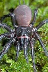 Hexathele sp, Hexathelidae, photographed in New Zealand by Bryce McQuillan
