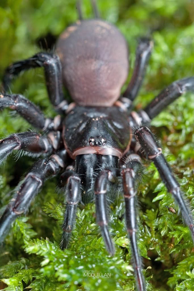Banded Tunnelweb Spiders (Hexathele sp), Hexathelidae, photographed in New Zealand by Bryce McQuillan