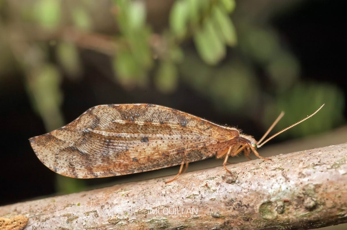 Kempynus incisus, Osmylidae, photographed in New Zealand by Bryce McQuillan