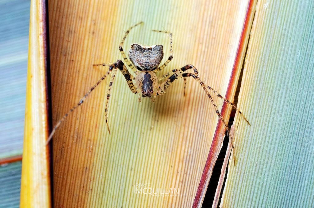 Pirate spider (Australomimetus mendicus), Mimetidae, photographed in New Zealand by Bryce McQuillan