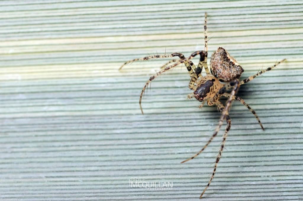 Pirate spider (Australomimetus mendicus), Mimetidae, photographed in New Zealand by Bryce McQuillan