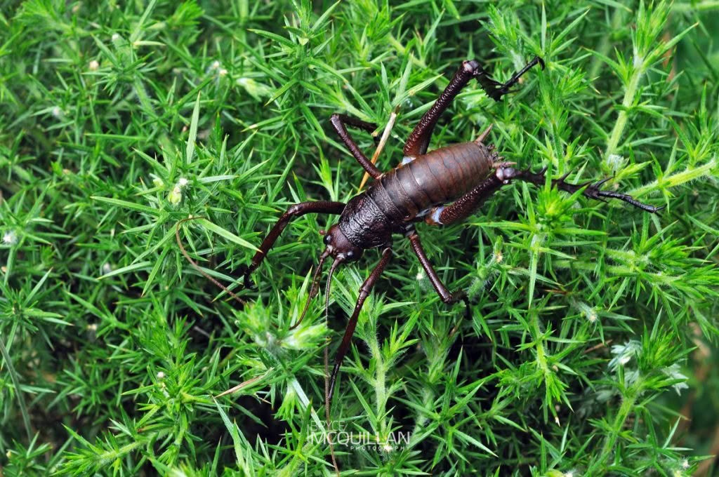 Mahoenui Giant Weta (Deinacrida mahoenui), Anostostomatidae, photographed in New Zealand by Bryce McQuillan