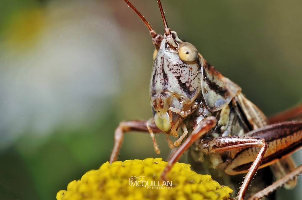 Conocephalus sp, Tettigoniidae, photographed in New Zealand by Bryce McQuillan