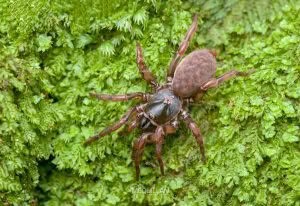 Stanwellia spp, Pycnothelidae, photographed in New Zealand by Bryce McQuillan