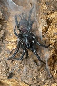 Hexathele sp, Hexathelidae, photographed in New Zealand by Bryce McQuillan