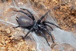 Hexathele sp, Hexathelidae, photographed in New Zealand by Bryce McQuillan