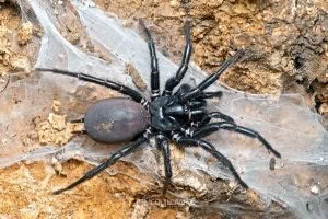 Hexathele sp, Hexathelidae, photographed in New Zealand by Bryce McQuillan
