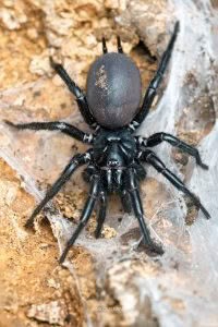 Hexathele sp, Hexathelidae, photographed in New Zealand by Bryce McQuillan