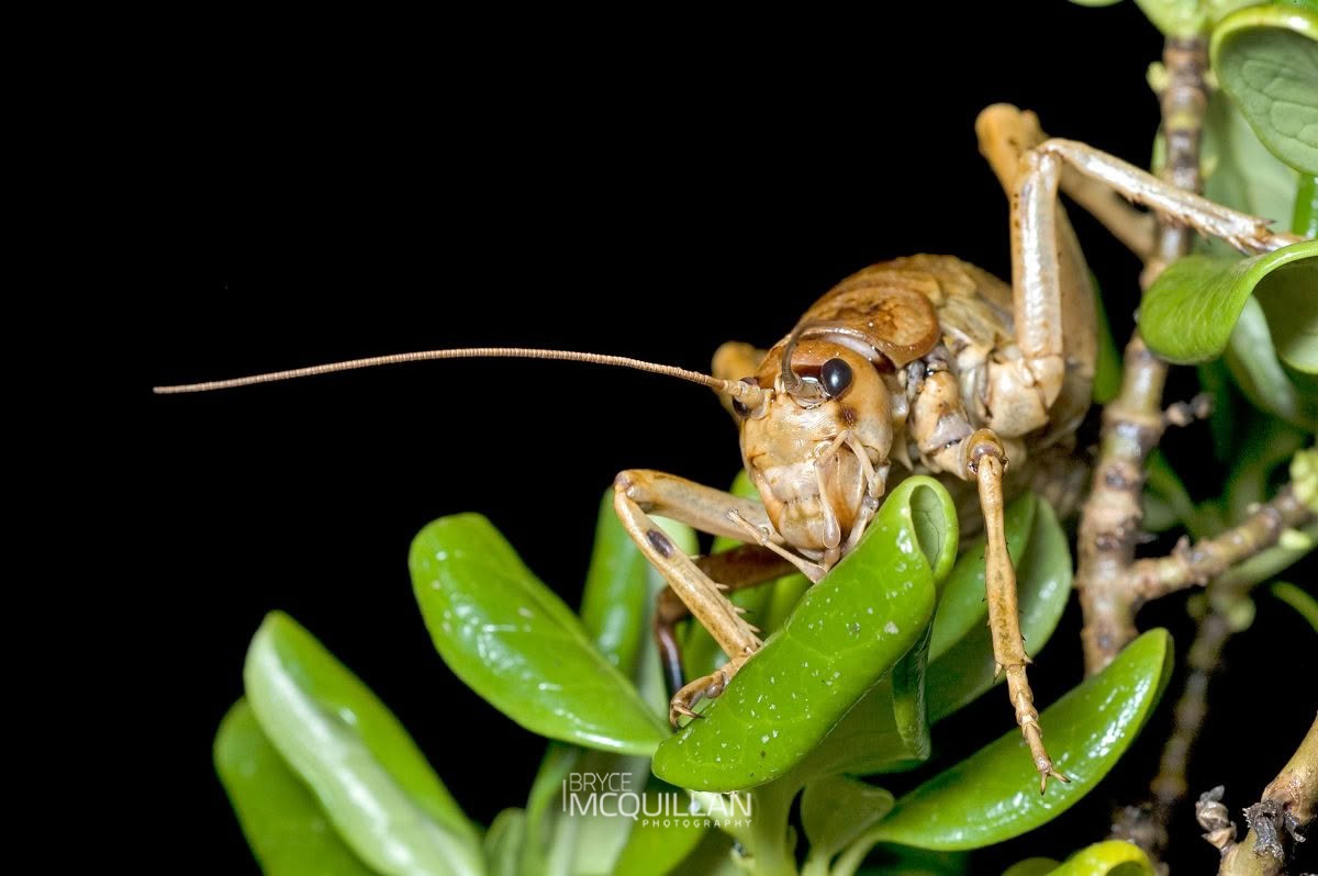 Cook Strait Giant Weta (Deinacrida rugosa), Anostostomatidae, photographed in New Zealand by Bryce McQuillan