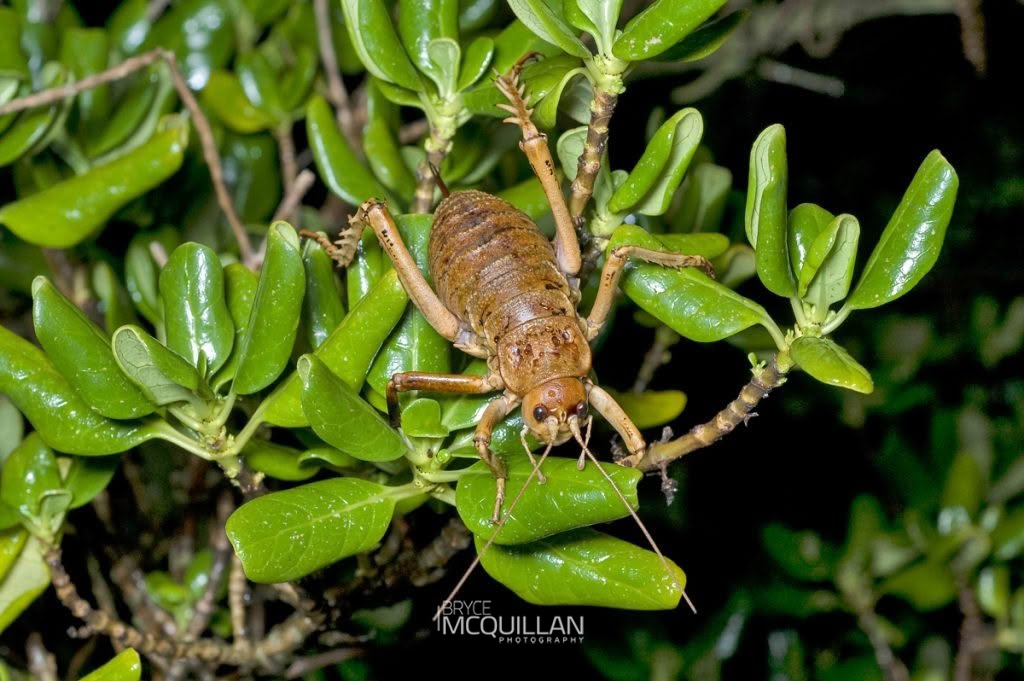 Cook Strait Giant Weta (Deinacrida rugosa), Anostostomatidae, photographed in New Zealand by Bryce McQuillan