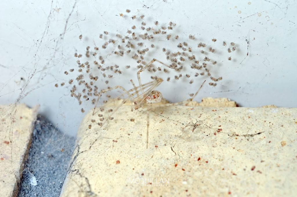 Cryptachaea gigantipes, Theridiidae, photographed in New Zealand by Bryce McQuillan