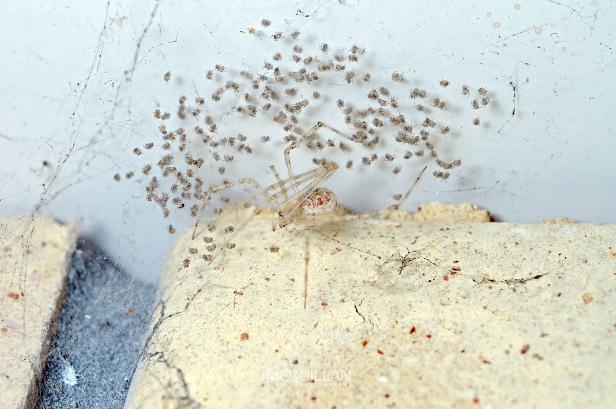 Cryptachaea gigantipes, Theridiidae, photographed in New Zealand by Bryce McQuillan