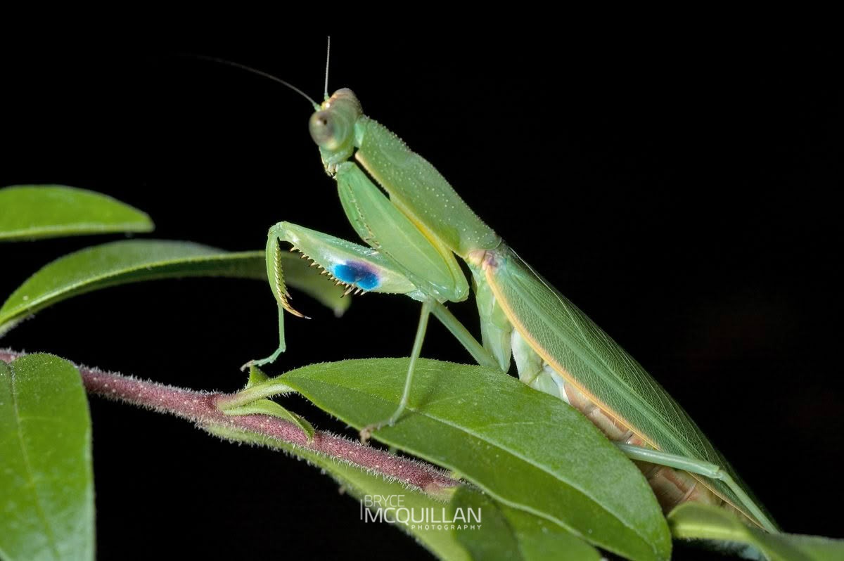 New Zealand Mantis (Orthodera novaezealandiae), Mantidae, photographed in New Zealand by Bryce McQuillan