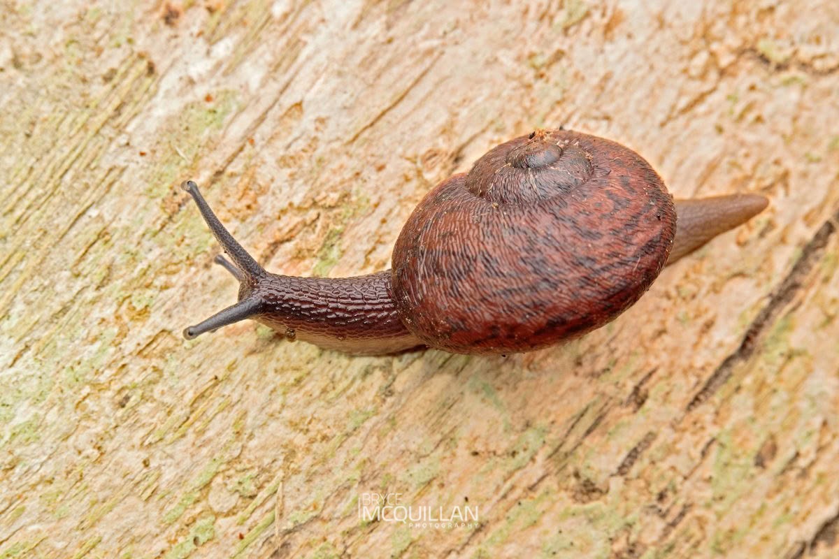Rhytida greenwoodi, Rhytididae, photographed in New Zealand by Bryce McQuillan