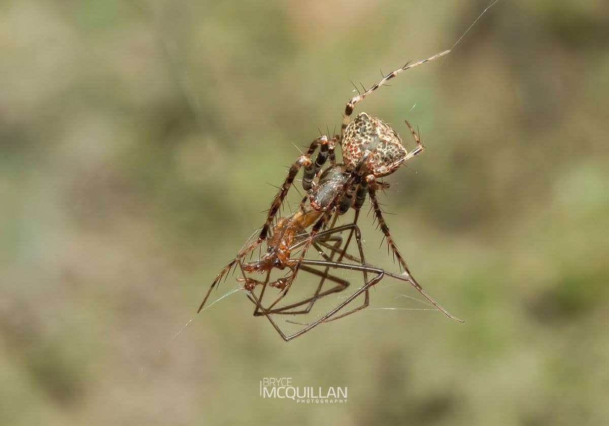 Australomimetus sennio, Mimetidae, photographed in New Zealand by Bryce McQuillan