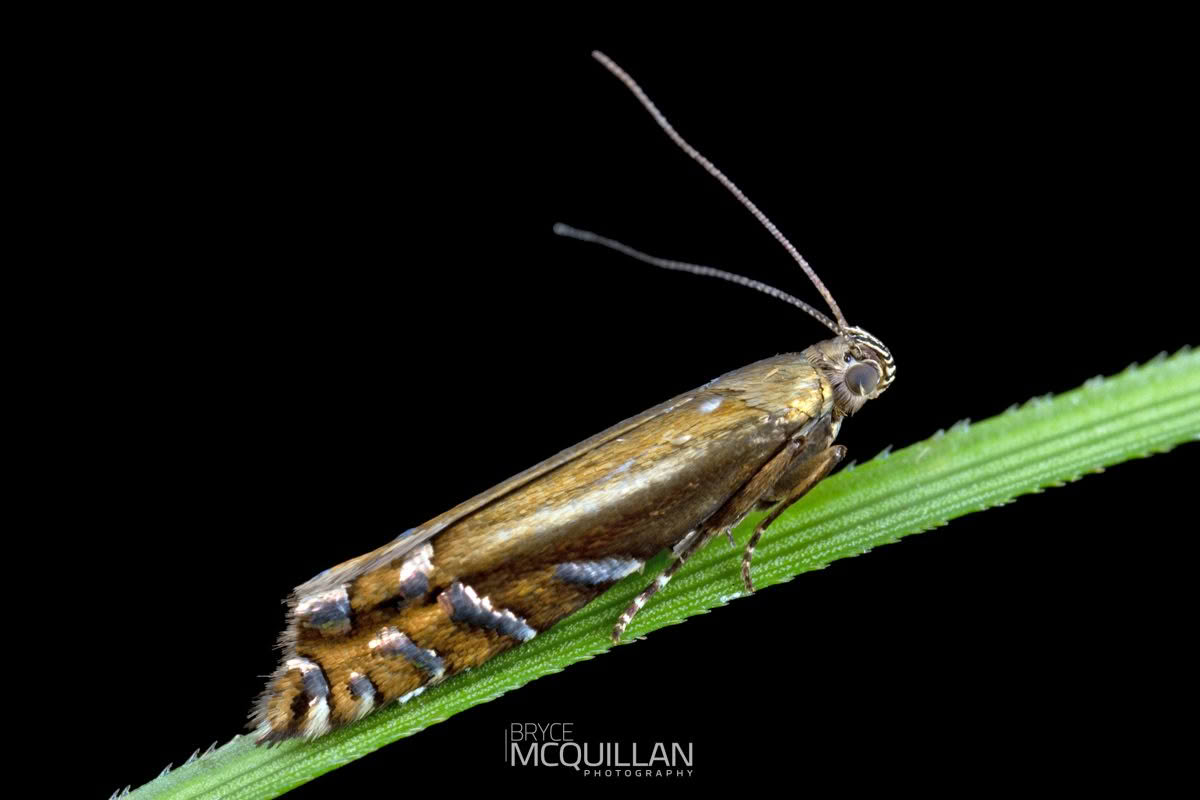 Glyphipterix scintelella, Glyphipterigidae photographed by Bryce McQuillan