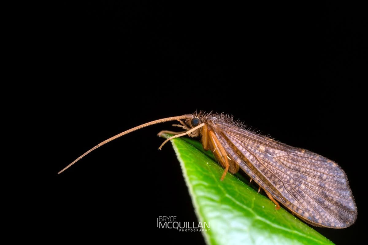 caddisflies