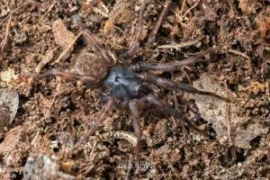 Stanwellia spp, Pycnothelidae, photographed in New Zealand by Bryce McQuillan