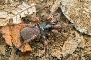 Stanwellia spp, Pycnothelidae, photographed in New Zealand by Bryce McQuillan