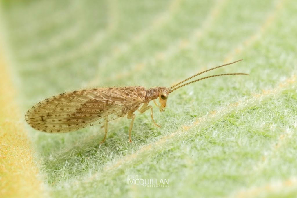 Tasmanian Lacewing (Micromus tasmaniae), Hemerobiidae, photographed in New Zealand by Bryce McQuillan