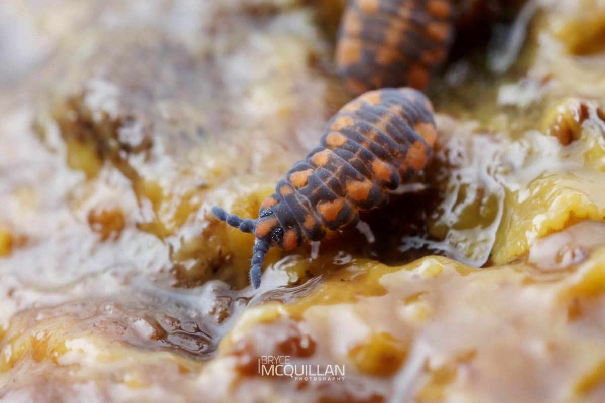 Collembola, photographed in New Zealand by Bryce McQuillan