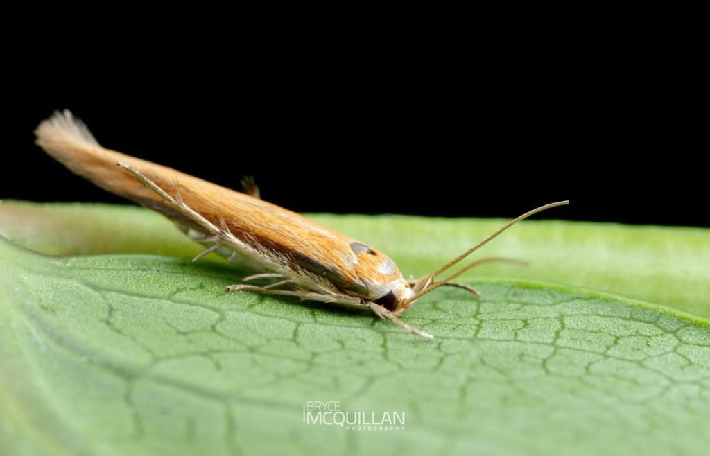 Yellow Featherfoot (Stathmopoda skelloni), Stathmopodidae, photographed in New Zealand by Bryce McQuillan