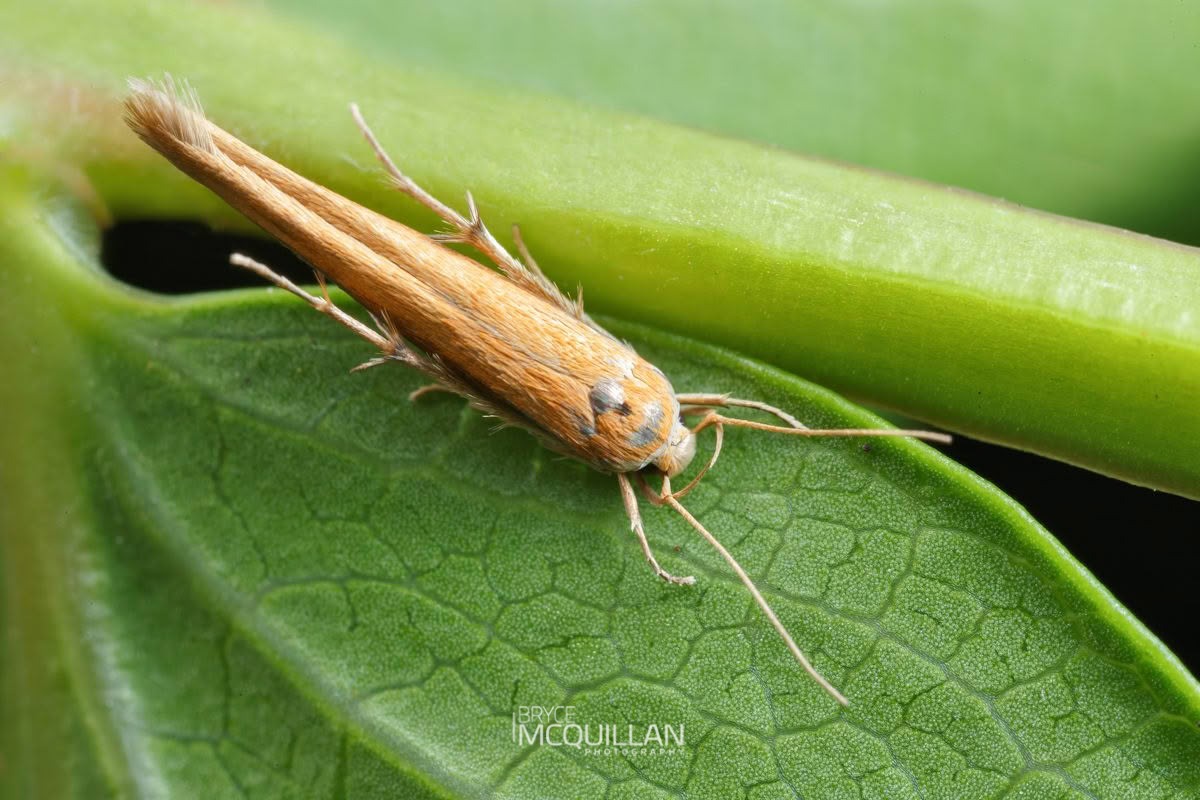 Yellow Featherfoot (Stathmopoda skelloni), Stathmopodidae, photographed in New Zealand by Bryce McQuillan