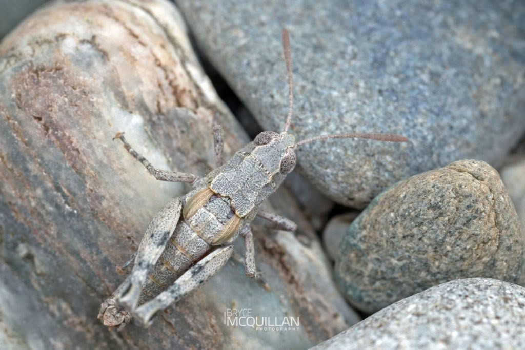 Phaulacridium sp, Acrididae, photographed in New Zealand by Bryce McQuillan