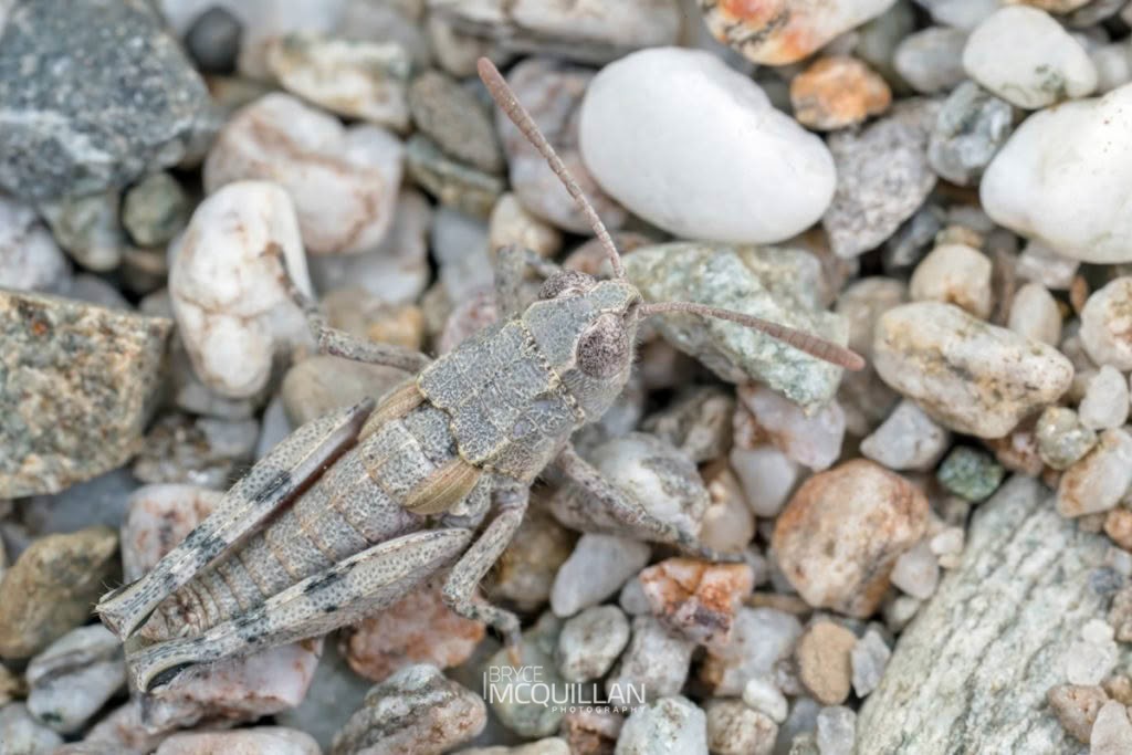 Phaulacridium sp, Acrididae, photographed in New Zealand by Bryce McQuillan