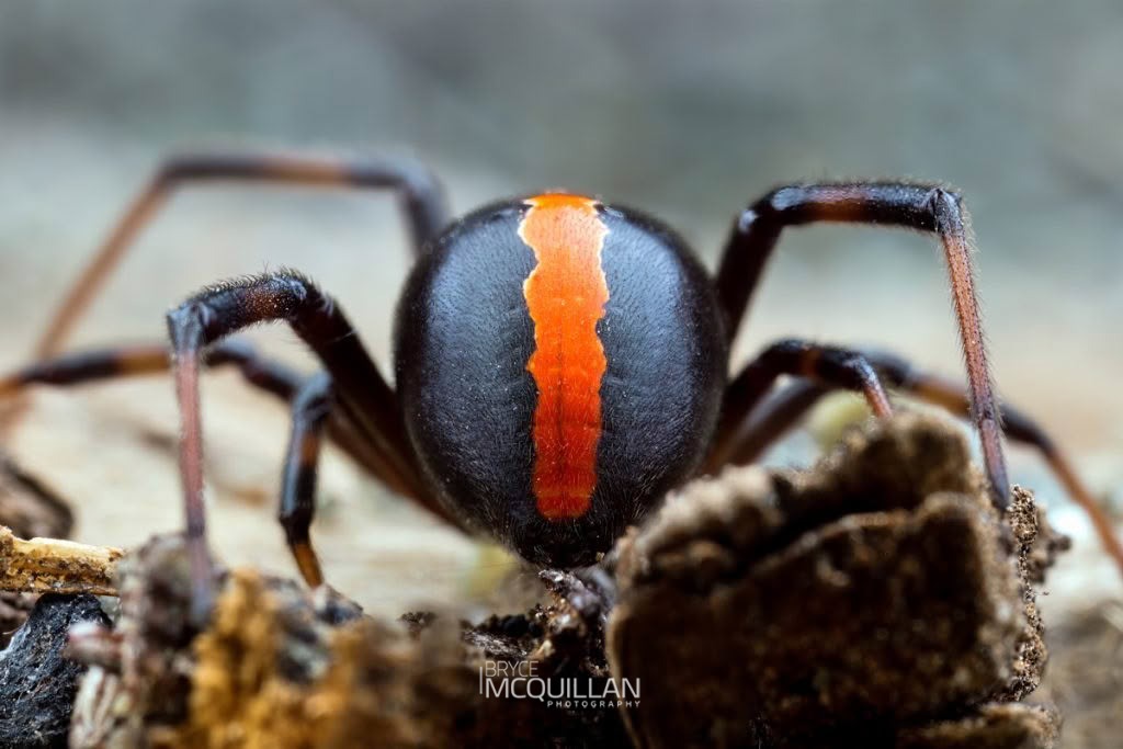 Katipō (Latrodectus katipo), Theridiidae, photographed in New Zealand by Bryce McQuillan