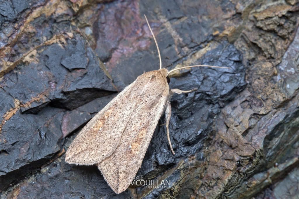 Mythimna separata, Noctuidae, photographed in New Zealand by Bryce McQuillan