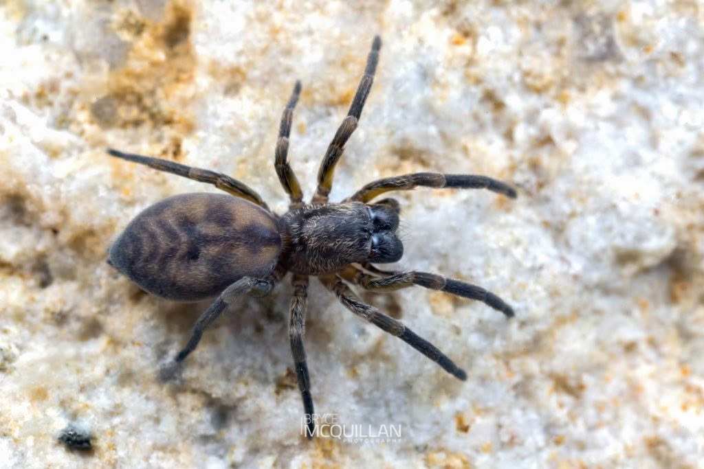Amaurobioides sp, Anyphaenidae, photographed in New Zealand by Bryce McQuillan