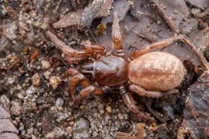 Stanwellia spp, Pycnothelidae, photographed in New Zealand by Bryce McQuillan